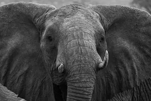 African Elephant
