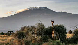 Giraffe
