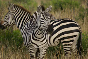 Zebras