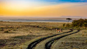 Antelope