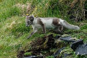 Arctic Fox © Dianne Estrin