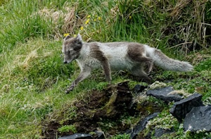 Arctic Fox © Dianne Estrin
