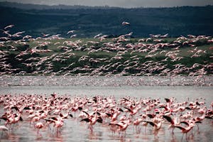Flamingos