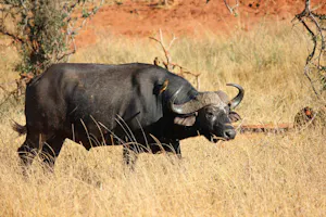 Cape Buffalo
