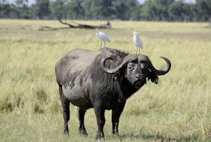 Cape Buffalo