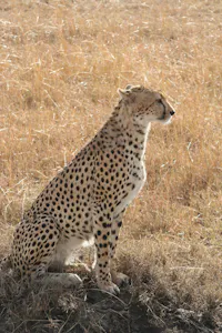 Cheetah