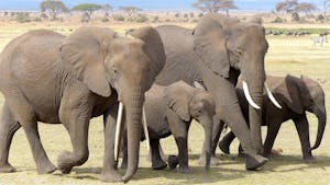 African Elephants