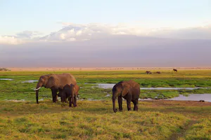 African Elephants