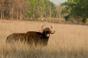 Gaur © Amit Sankhala
