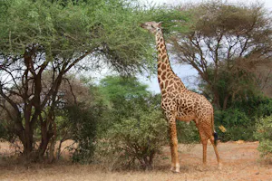 Giraffe