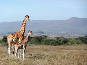 Giraffes