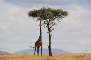 Giraffe
