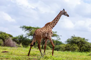 Giraffe