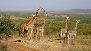 Giraffes