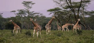 Giraffes