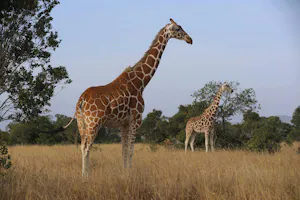 Giraffes