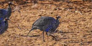 Guinea Fowl
