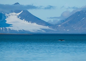 Humpback Whale© Isaac Ho