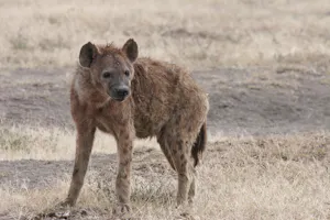 Hyena