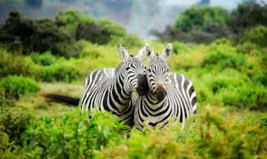 Zebras