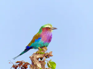 Lilac-breasted Roller
