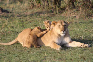 Lions