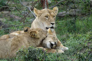 Lions