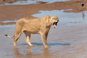 Lion