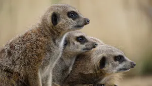 Meerkats