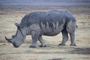 Rhino