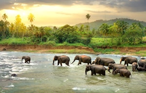 Asian Elephants