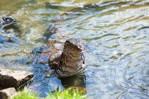 Monitor Lizard