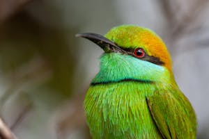 Green Bee-eater