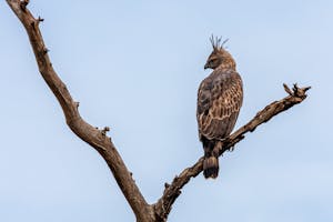 Crested Hawk-eagle