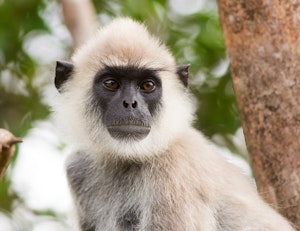 Grey Langur