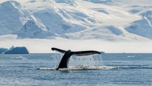 Humpback Whale, Antarctica