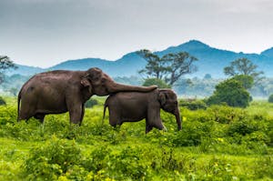 Asian Elephants