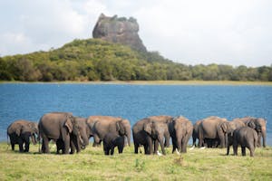 Asian Elephants