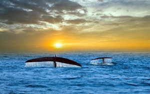 Blue Whales