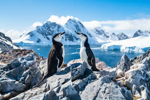 Chinstrap Penguins