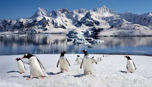 Gentoo Penguins