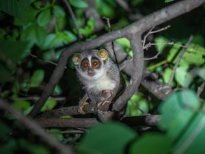 Slender Loris