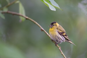 Eurasian Siskin© Alain Verstraete