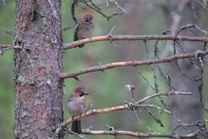 Eurasian Jays © Alain Verstraete