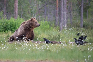 Brown Bear with Ravens © Alain Verstraete