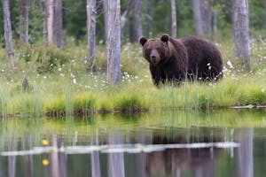 Brown Bear© Alain Verstraete