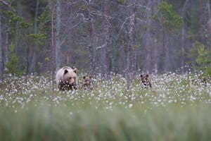 Brown Bears© Alain Verstraete