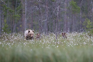 Brown Bears© Alain Verstraete