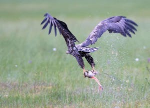 White-tailed Eagle© Alain Verstraete