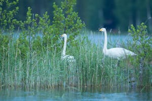 Whooper Swan© Alain Verstraete
